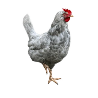 Local Chicken Hen, Fresh