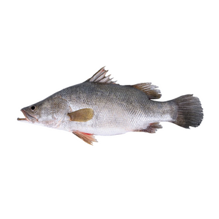 Nileperch Fish, Fresh