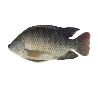 Tilapia Fish Medium, Fresh