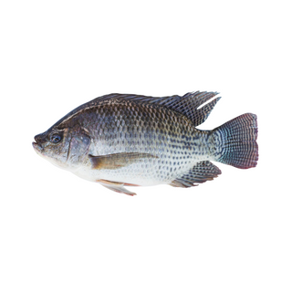 Tilapia Fish Large, Fresh