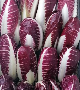 Radicchio trevigiano 1 kg