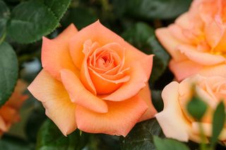 Rosa arancione