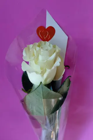 Rosa bianca