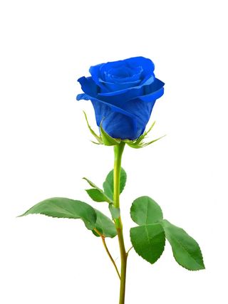 Rosa blu singola
