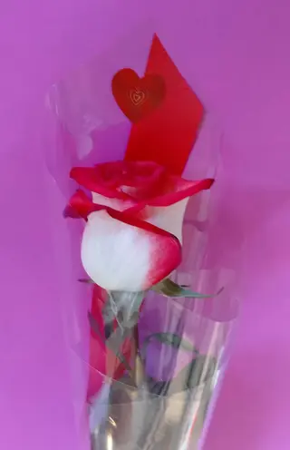 Rosa blush