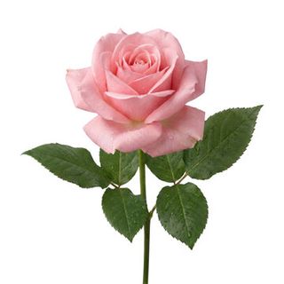 Rosa rosa