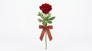 Rosa rossa