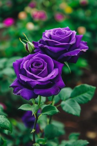Rosa viola