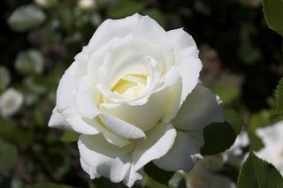 Rosa bianca