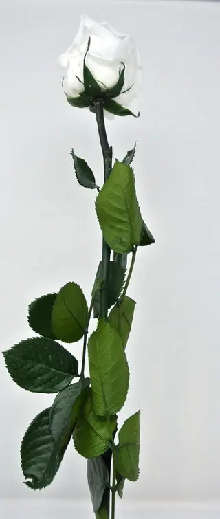 Rosa bianca singola