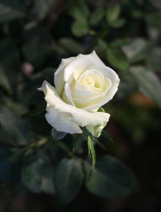 Rosa bianca singola 1 pezzo