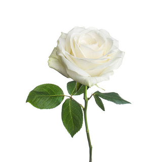 Rosa bianca singola