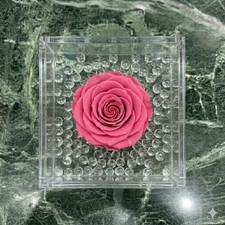Rosa grande eterna rosa