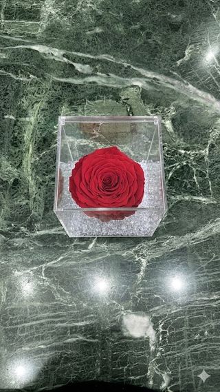 Rosa grande eterna rossa