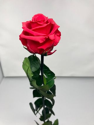 Rosa rossa singola