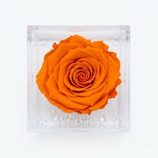 Rosa stabilizzata arancione
