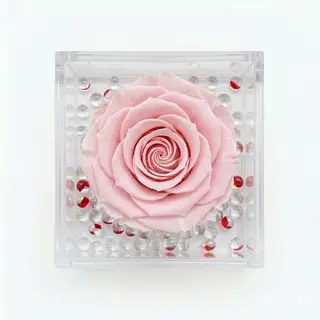 Rosa stabilizzata rosa