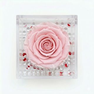 Rosa stabilizzata rosa
