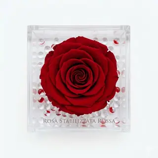 Rosa stabilizzata rossa