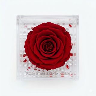 Rosa stabilizzata rossa