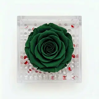 Rosa stabilizzata verde
