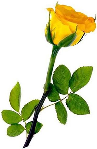 Rosa gialla singola