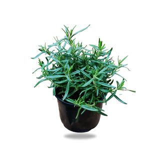 Rosemary Plant