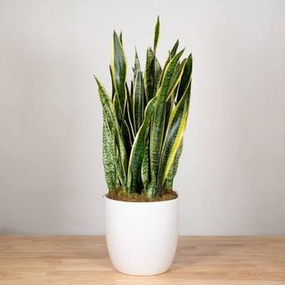 Sansevieria