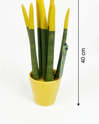 Sansevieria di vari colori