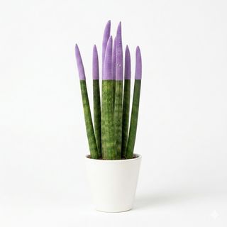 Sansiviera colorata lilla