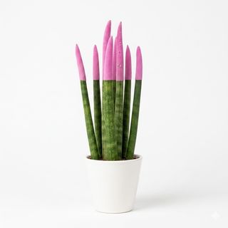 Sansiviera colorata rosa