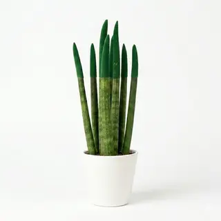 Sansiviera colorata verde
