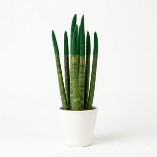 Sansiviera colorata verde