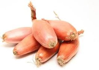 Scalogno