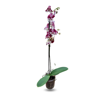 Single Spike Orchid