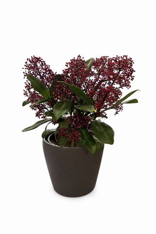 Skimija u ukrasnoj posudi 