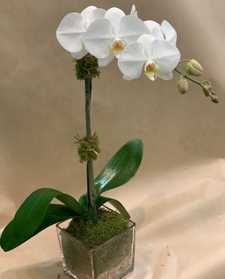 Stelo di orchidea
