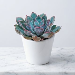 Succulent Gift Pot