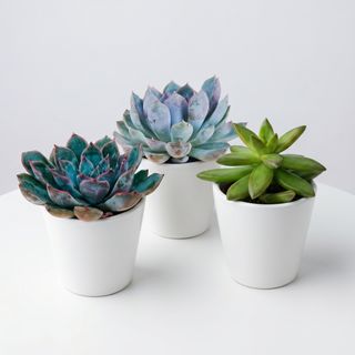 Succulent Medium Gift Pot