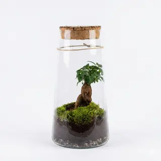 Terrarium con bonsai