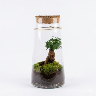Terrarium con bonsai