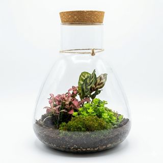 Terrarium con led
