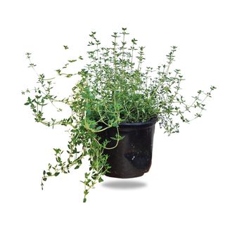 Thyme Plant