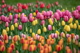 Tulipano