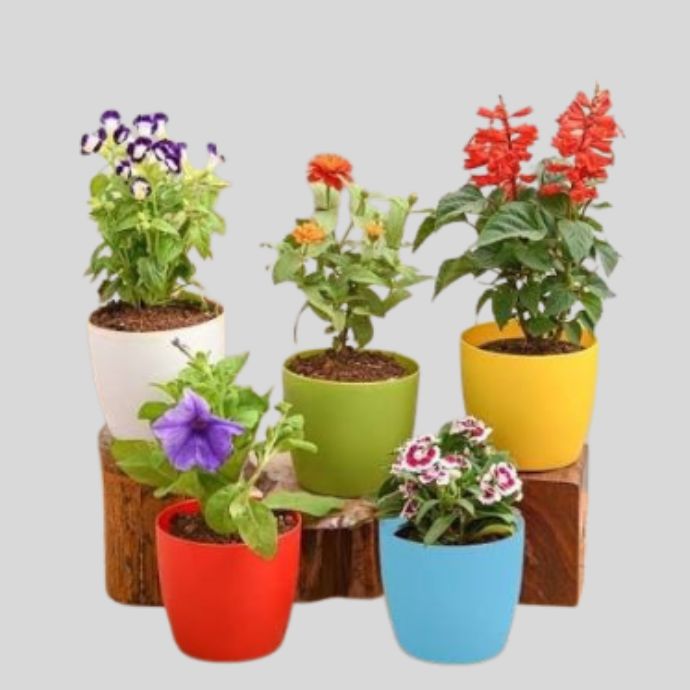 Flowers & Plants