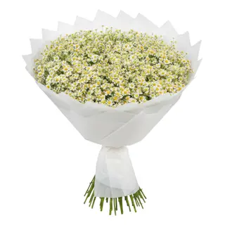 Delicate Daisy Collection