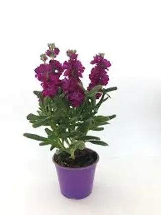 Viola Ciocca
