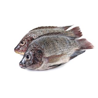 Whole Tilapia size 6