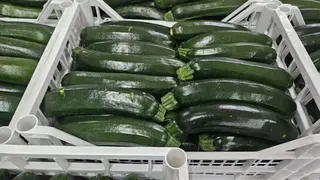 Zucchine genovese 500 g