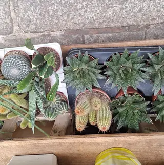 Cactus